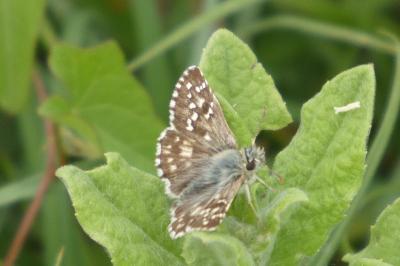 <i>Pyrgus armoricanus</i>