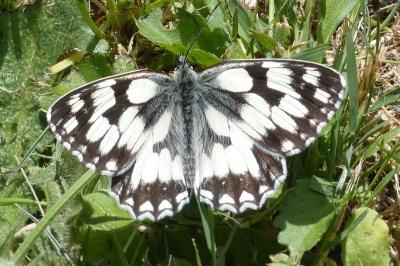 <i>Melanargia galathea</i>