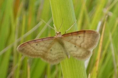 <i>Idaea humiliata</i>
