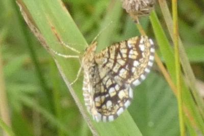 <i>Chiasmia clathrata</i>