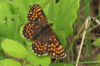<i>Melitaea athalia</i>
