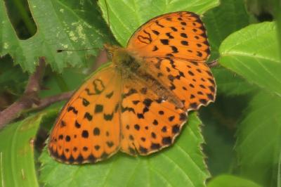 <i>Brenthis daphne</i>