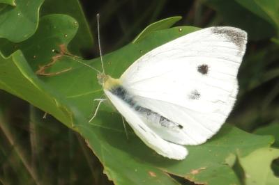 <i>Pieris rapae</i>