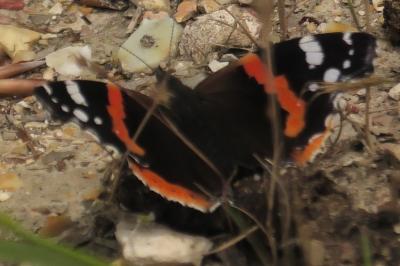 <i>Vanessa atalanta</i>