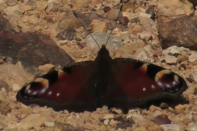 <i>Aglais io</i>