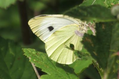 <i>Pieris rapae</i>