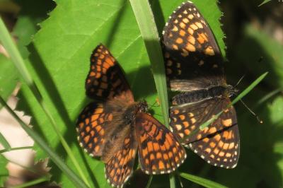 <i>Melitaea athalia</i>