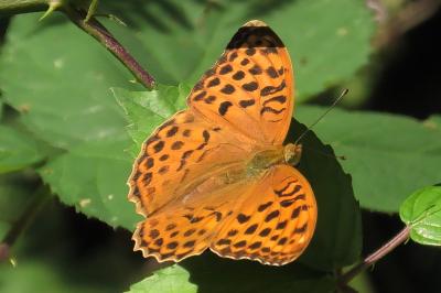 <i>Argynnis paphia</i>