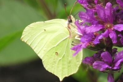 <i>Gonepteryx rhamni</i>