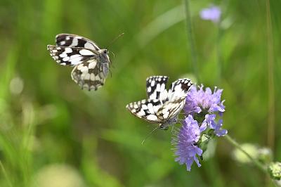 <i>Melanargia galathea</i>