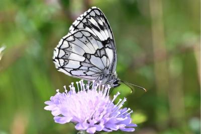<i>Melanargia galathea</i>