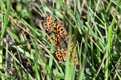 <i>Boloria dia</i>