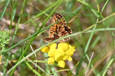 <i>Boloria dia</i>