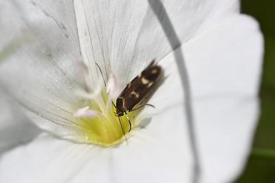 <i>Scythris scopolella</i>