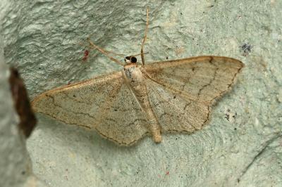 <i>Idaea aversata</i>