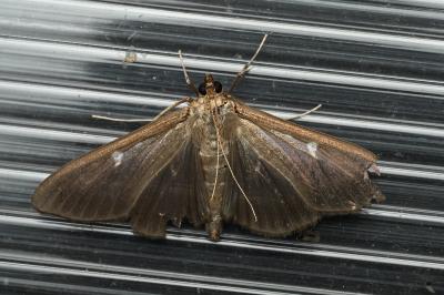 <i>Cydalima perspectalis</i>