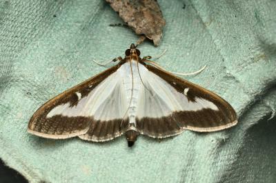 <i>Cydalima perspectalis</i>