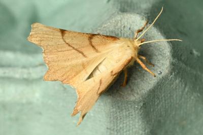<i>Ennomos erosaria</i>