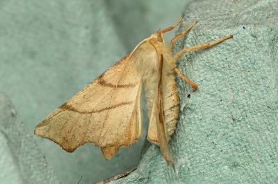 <i>Ennomos erosaria</i>