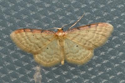 <i>Idaea humiliata</i>