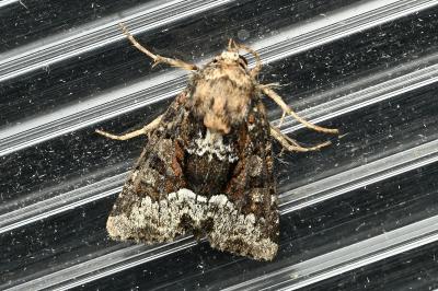 <i>Oligia</i>