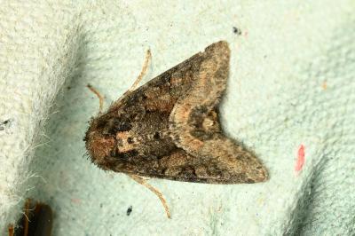 <i>Oligia</i>