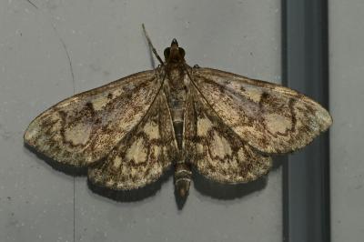 <i>Anania coronata</i>