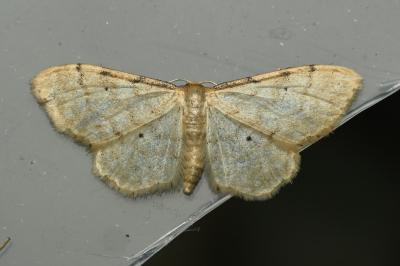 <i>Idaea fuscovenosa</i>