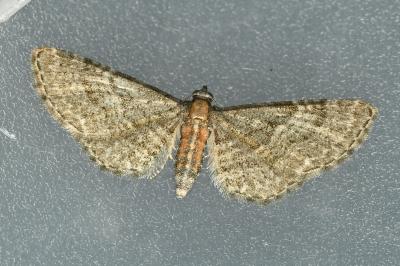 <i>Eupithecia haworthiata</i>