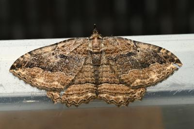 <i>Philereme transversata</i>