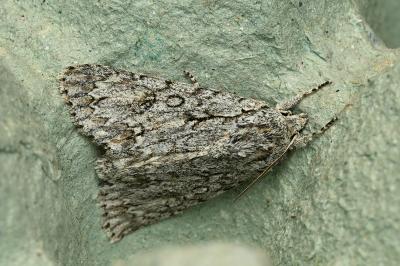 <i>Acronicta aceris</i>