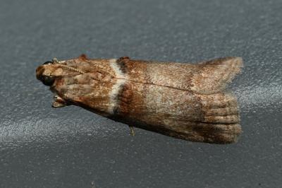 <i>Acrobasis tumidana</i>