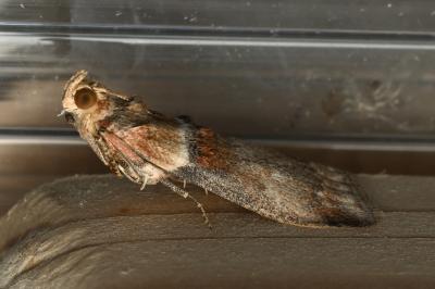 <i>Acrobasis tumidana</i>