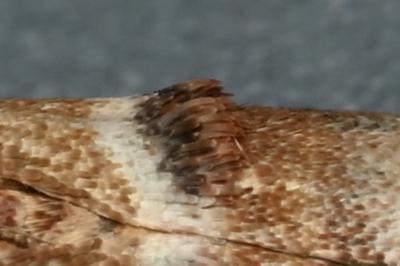 <i>Acrobasis tumidana</i>