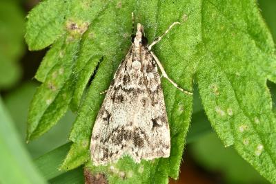 <i>Eudonia lacustrata</i>