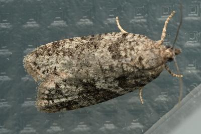 <i>Cnephasia</i>