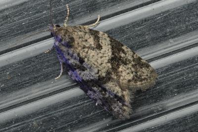 <i>Cnephasia</i>