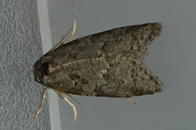<i>Cnephasia</i>