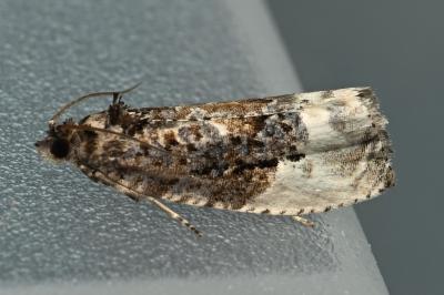 <i>Hedya nubiferana</i>