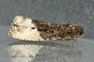 <i>Hedya nubiferana</i>