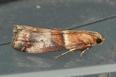 <i>Acrobasis repandana</i>