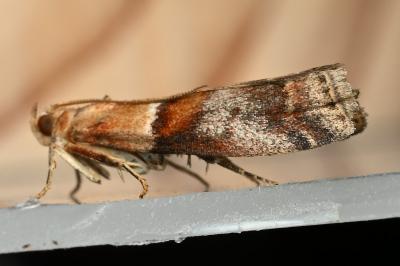 <i>Acrobasis repandana</i>