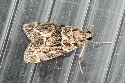 <i>Eudonia mercurella</i>
