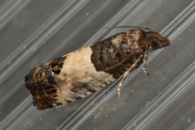 <i>Spilonota ocellana</i>