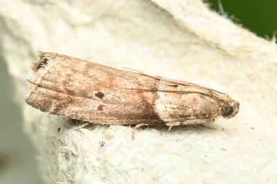 <i>Acrobasis consociella</i>