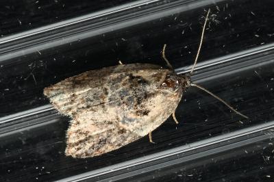 <i>Acleris variegana</i>