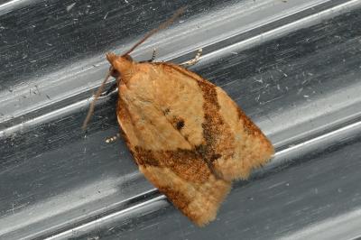 <i>Clepsis consimilana</i>