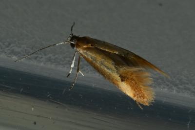 <i>Batia lunaris</i>