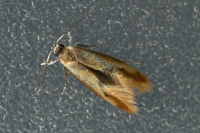<i>Batia lunaris</i>