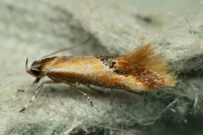 <i>Batia lunaris</i>